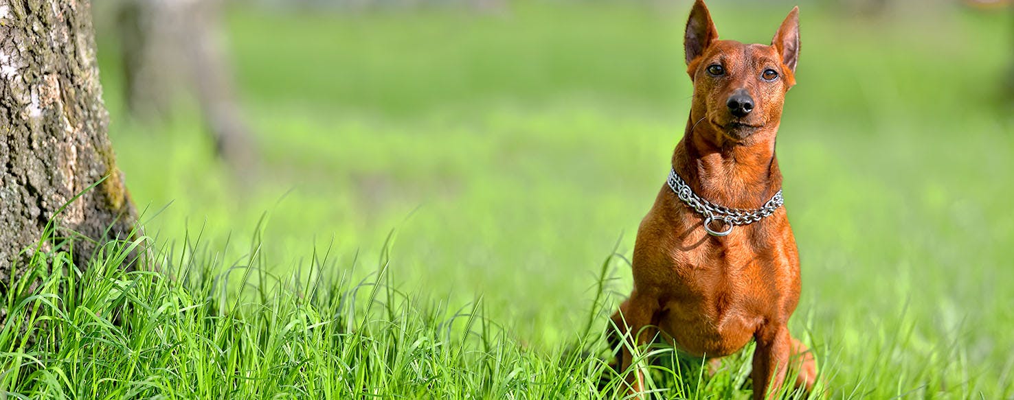 Dog Names Meaning Red Popular Male and Female Names Wag!